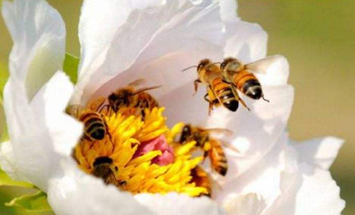 【蜜蜂知識】新手適合養什么蜜蜂? 新手適合養什么蜜蜂?