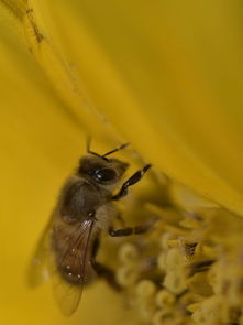 松丹一號種蜂是哪里陪育的(松丹一號培育簡況) 松丹一號種蜂是哪里陪育的(松丹一號培育簡況)