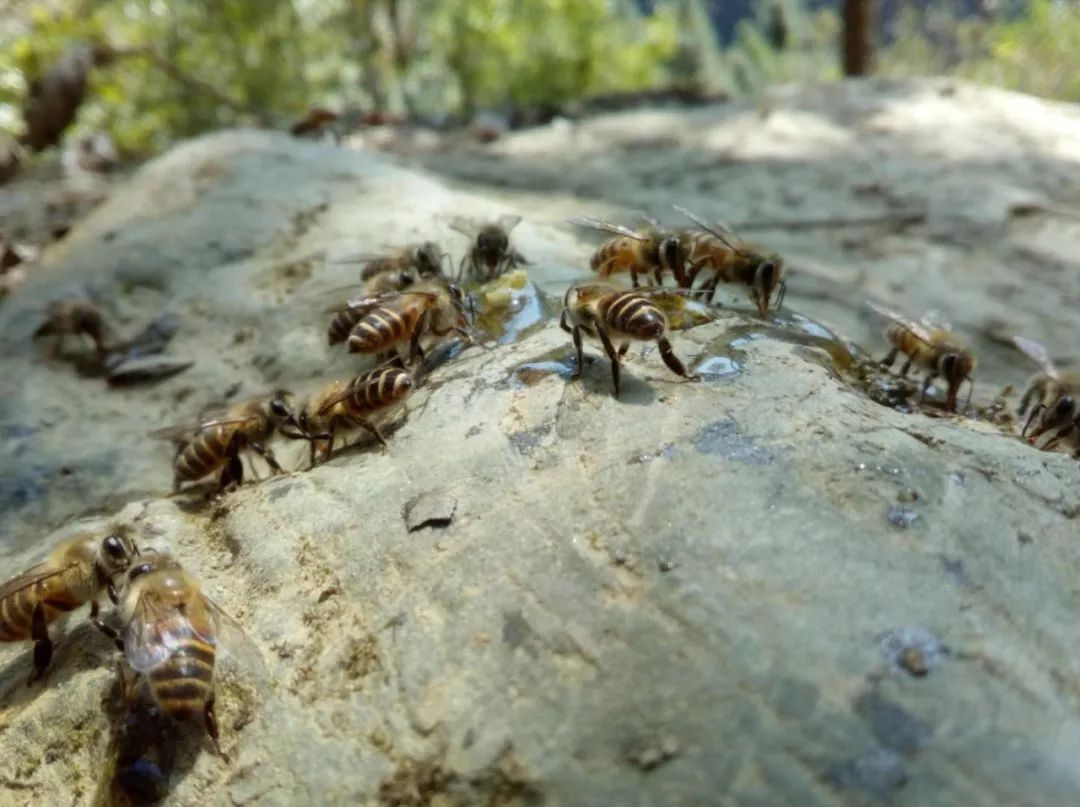 意蜂場旁怎么誘蜂(誘蜂箱誘蜂絕巧) 意蜂場旁怎么誘蜂(誘蜂箱誘蜂絕巧)