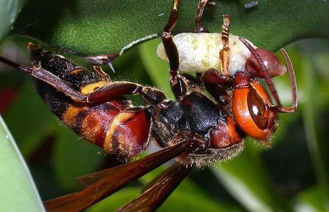 虎頭蜂最怕什么東西？(用什么驅趕虎頭蜂)