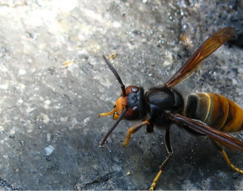 養殖胡蜂技術的步驟（胡蜂的養殖技術大全）