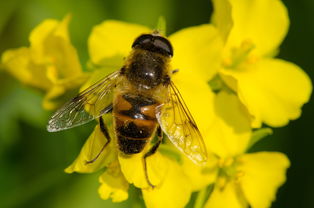 喀爾巴阡蜂引入歷史(喀爾巴阡蜂原產(chǎn)地) 喀爾巴阡蜂引入歷史(喀爾巴阡蜂原產(chǎn)地)