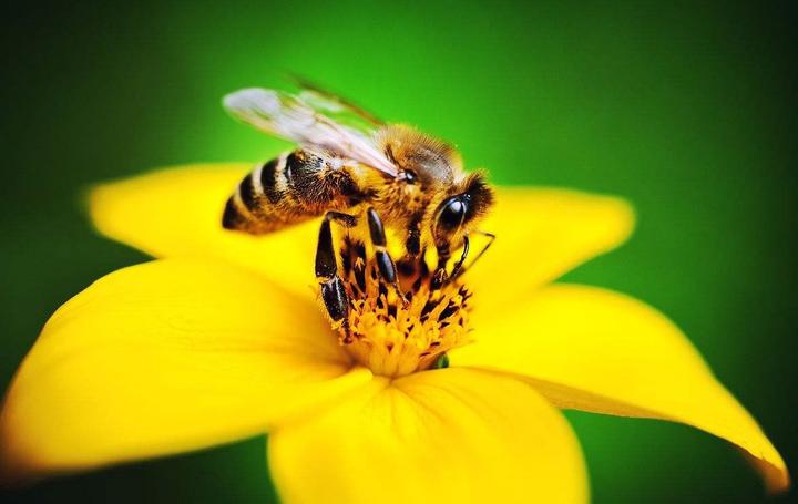 喀爾巴阡蜂引入歷史(喀爾巴阡蜂原產(chǎn)地) 喀爾巴阡蜂引入歷史(喀爾巴阡蜂原產(chǎn)地)