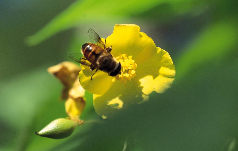 喀爾巴阡蜂引入歷史(喀爾巴阡蜂原產(chǎn)地) 喀爾巴阡蜂引入歷史(喀爾巴阡蜂原產(chǎn)地)