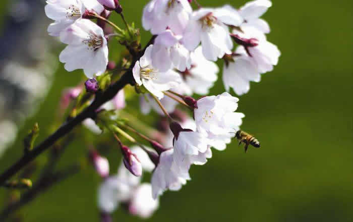 挖好的誘蜂洞怎么處理？