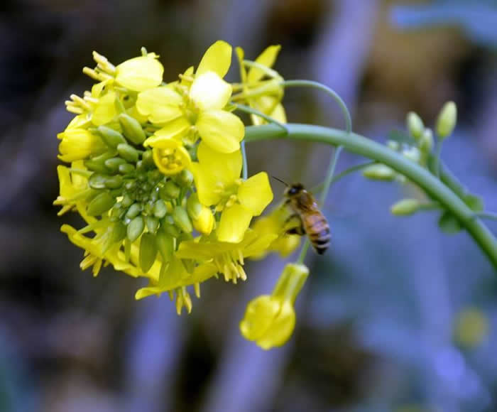 挖好的誘蜂洞怎么處理？