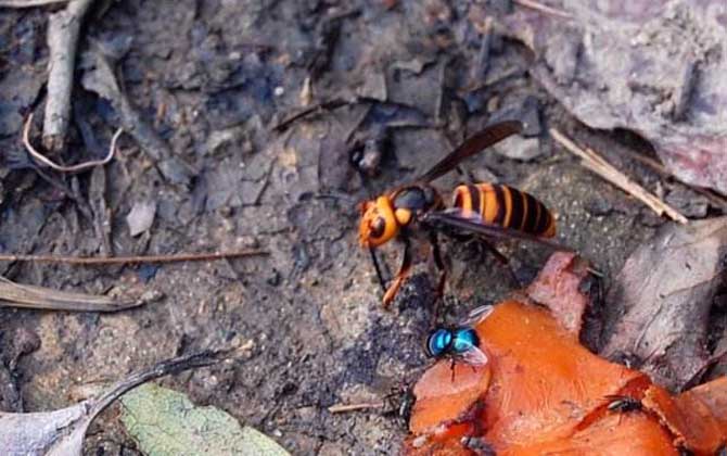 中國大虎頭蜂跟大金環胡蜂是一種嗎（中國大虎頭蜂跟大金環胡蜂有區別么？）