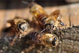 蜂場能同時養意蜂和黑蜂嗎(請問東北黑蜂和意蜂能一起養嗎) 蜂場能同時養意蜂和黑蜂嗎(請問東北黑蜂和意蜂能一起養嗎)