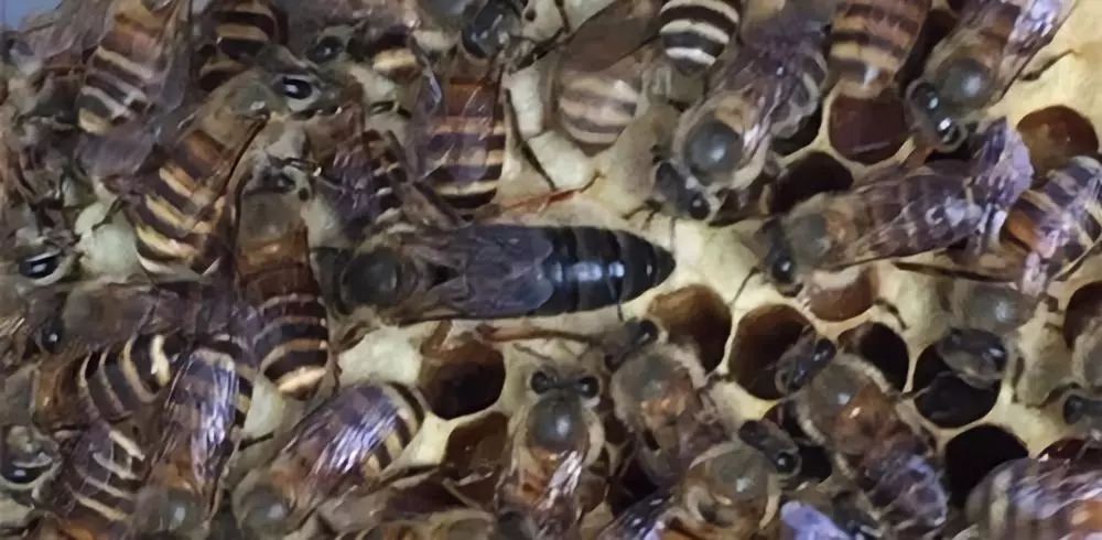 蜂場能同時養意蜂和黑蜂嗎(請問東北黑蜂和意蜂能一起養嗎) 蜂場能同時養意蜂和黑蜂嗎(請問東北黑蜂和意蜂能一起養嗎)