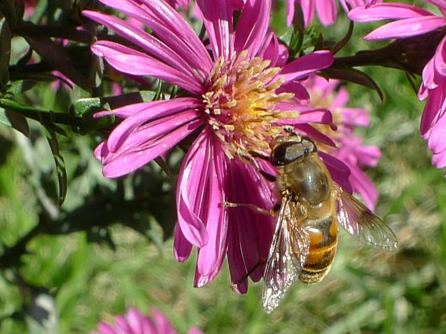 一個蜂箱有多少只蜜蜂(蜜蜂有幾萬只) 一個蜂箱有多少只蜜蜂(蜜蜂有幾萬只)