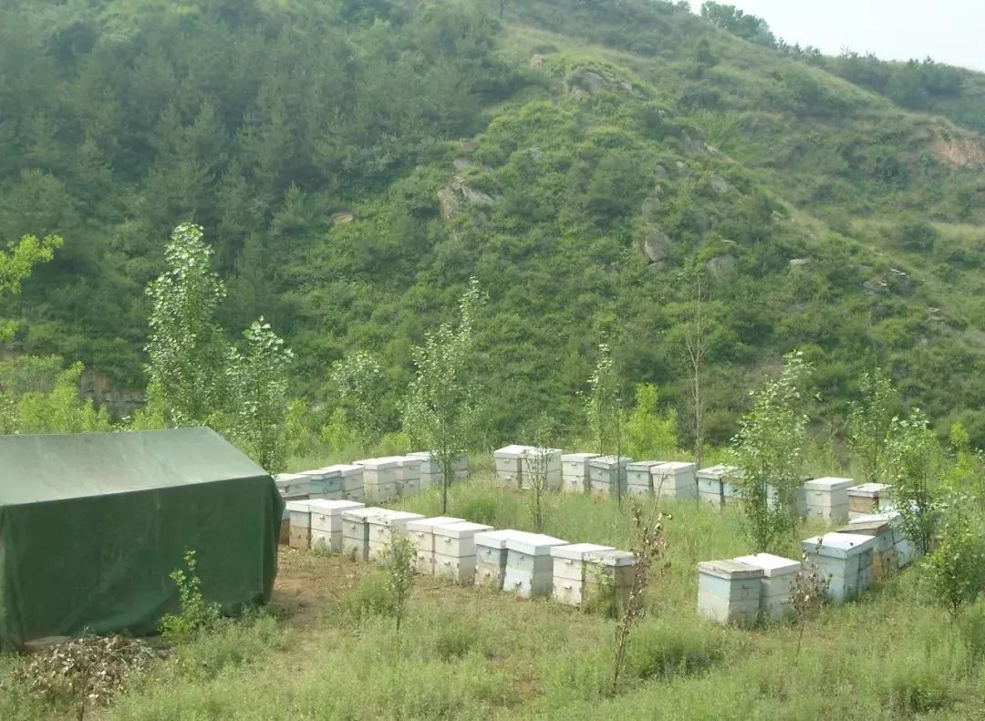 中蜂場養哪兩種蜂好(中蜂養殖,哪種蜂王好) 中蜂場養哪兩種蜂好(中蜂養殖,哪種蜂王好)