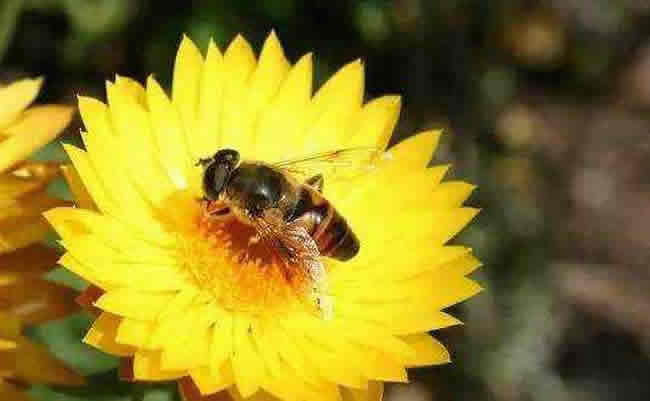 養20箱蜜蜂能掙多少錢？