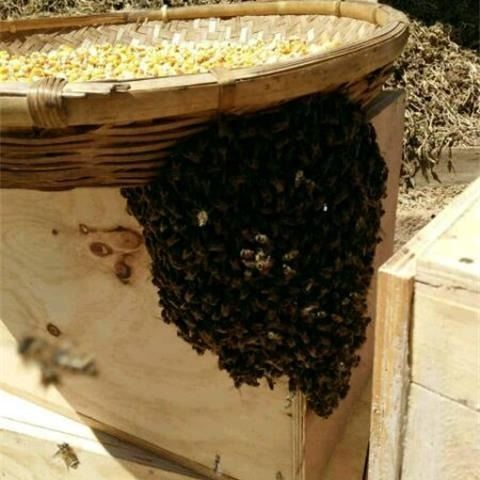 蜜蜂合作社是怎么合作的(如何和農戶合作養蜂) 蜜蜂合作社是怎么合作的(如何和農戶合作養蜂)