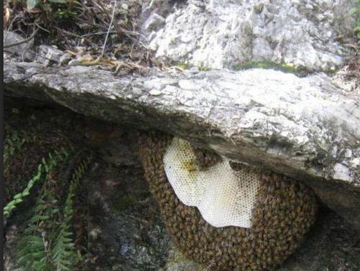 蜜蜂合作社是怎么合作的(如何和農戶合作養蜂) 蜜蜂合作社是怎么合作的(如何和農戶合作養蜂)