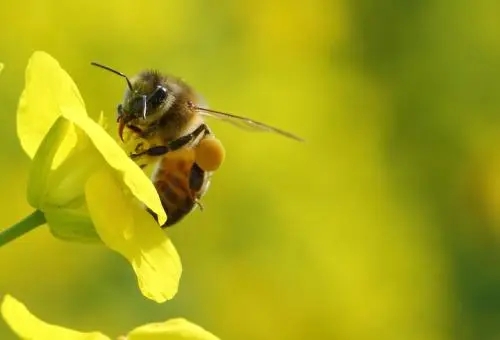 沒有王的蜜蜂會是什么樣 沒有王的蜜蜂會是什么樣