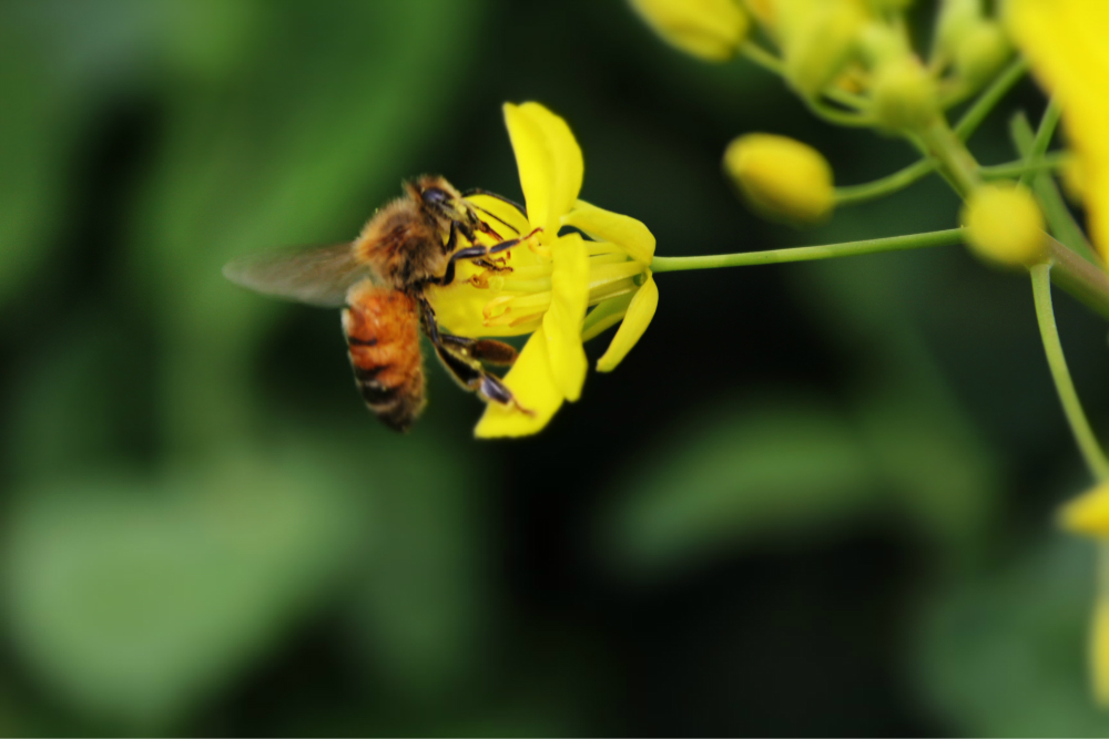 蜜蜂群的構成以及分工（蜜蜂群體的構成）