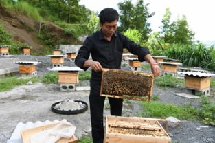 中蜂蜂場(chǎng)怎么防治馬蜂(中蜂防胡蜂的最佳方法) 中蜂蜂場(chǎng)怎么防治馬蜂(中蜂防胡蜂的最佳方法)