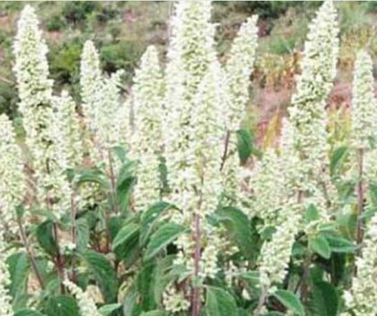 什么植物流蜜最多(流蜜時間最長的植物有哪些) 什么植物流蜜最多(流蜜時間最長的植物有哪些)