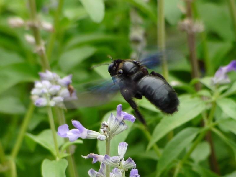 黑色的蜂子愛(ài)在竹子里面筑巢的是什么蜂 黑色的蜂子愛(ài)在竹子里面筑巢的是什么蜂