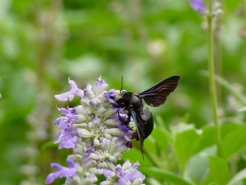 黑色的蜂子愛(ài)在竹子里面筑巢的是什么蜂 黑色的蜂子愛(ài)在竹子里面筑巢的是什么蜂