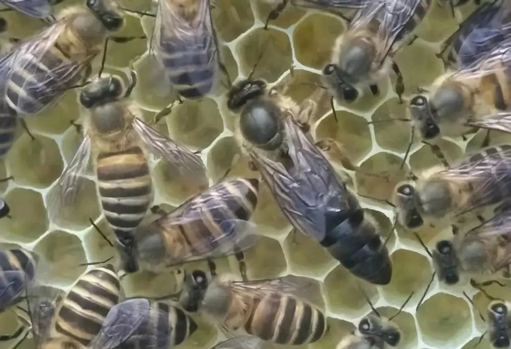 大蜂場換蜂王老王關在哪里(中蜂換王老王怎么處理 ) 大蜂場換蜂王老王關在哪里(中蜂換王老王怎么處理 )