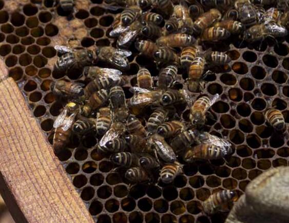 大蜂場換蜂王老王關在哪里(中蜂換王老王怎么處理 ) 大蜂場換蜂王老王關在哪里(中蜂換王老王怎么處理 )