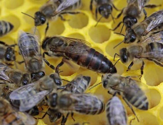 大蜂場換蜂王老王關在哪里(中蜂換王老王怎么處理 ) 大蜂場換蜂王老王關在哪里(中蜂換王老王怎么處理 )