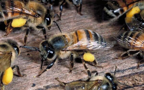 阿壩中蜂高溫下采集能力強(qiáng)嗎(阿壩中蜂耐高溫嗎) 阿壩中蜂高溫下采集能力強(qiáng)嗎(阿壩中蜂耐高溫嗎)