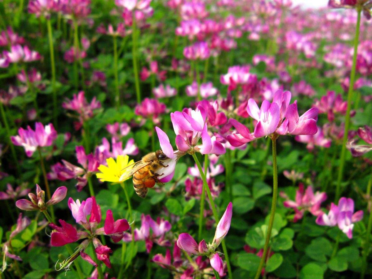 紅花草是紫云英嗎（紫云英和紅花草的區別）