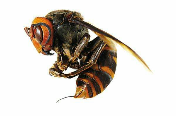 大虎頭蜂 <p> 中國(guó)大虎頭蜂,亦叫做“金環(huán)胡蜂”,又名:中華大虎頭蜂、桃胡蜂、人頭蜂、葫蘆蜂或馬蜂等多種叫法,屬膜翅目胡蜂科,是我國(guó)虎頭蜂品種中最大的一種,也是世界五大毒蜂之一。“虎頭蜂”是民間的俗稱,因其頭大似老虎,性情暴躁兇猛如虎,全身長(zhǎng)有虎斑紋,所以人們稱作“虎頭蜂”。</p> <h2> 分布范圍</h2> <p> 大虎頭蜂的分布分為不廣,主要分布在我國(guó)的福建、廣東兩省以及廣西東部地區(qū),生活環(huán)境以海拔1300米以下的丘陵、地山地區(qū)。虎頭蜂屬群居性昆蟲(chóng),一般一個(gè)群體包括蜂王以及占絕大多數(shù)的工蜂,而工蜂中大部分以雌蜂居多,雄峰占比較少。大虎頭蜂一般筑巢于樹(shù)枝、地窟等等環(huán)境,一般一個(gè)群體數(shù)量有上千只,大的群體數(shù)量可達(dá)上萬(wàn)只。</p> <h2> 形態(tài)特征</h2> <p> 大虎頭蜂一般體長(zhǎng)28~40mm左右,頭部為橙黃色,胸部幾乎全是黑色,前胸兩側(cè)為紅褐色,大顎發(fā)達(dá),腹部末端的螫針和毒腺相連,身長(zhǎng)虎斑紋。</p> <h2> 生活習(xí)性</h2> <p> 大虎頭蜂以各類昆蟲(chóng)為食,如雜食性昆蟲(chóng)等,幼蟲(chóng)則以毛毛蟲(chóng)等昆蟲(chóng)的幼蟲(chóng)為食物,因此起到自然界病蟲(chóng)害的大規(guī)模繁殖抑制的作用,長(zhǎng)大成蟲(chóng)后以果實(shí)或樹(shù)木汁液為食。一般在每年的4月~5月間開(kāi)始繁殖,6月~7月間長(zhǎng)成成蜂,10以后就開(kāi)始外出覓食,如遇食物匱乏時(shí)節(jié)也會(huì)自相殘殺,一到冬季,基本上就難以尋覓大虎頭蜂的蹤跡。</p> <h2> 毒性分析</h2> <p> 大虎頭蜂蜂毒一種毒蛋白,成份為氨基酸,人被蜇以后,蜂毒會(huì)進(jìn)入體,使人出現(xiàn)中毒現(xiàn)象,如紅腫、奇癢、刺痛等過(guò)敏癥狀,嚴(yán)重時(shí)會(huì)使人休克或死亡;據(jù)有關(guān)統(tǒng)計(jì),一個(gè)成年人被大虎頭蜂叮咬200次左右,才會(huì)有生命危險(xiǎn)。</p> <h2> 被蜇后怎么處理</h2> <p> 如若被大虎頭蜂叮咬后,最好的治療辦法就是在被叮咬處使用3%的蘇打水和鹽水涂抹傷口,中和毒性,如若出現(xiàn)腫脹或疼痛,可進(jìn)行冰敷處理,基本上可以緩解大部分的疼痛,同時(shí)大虎頭蜂的刺是不能直接強(qiáng)行拔出的,會(huì)使更多的蜂毒注入人體,引起二次傷害,最好是處理好傷口后立即到正規(guī)醫(yī)院進(jìn)行后續(xù)的處理。</p> <h2> 如何防止被大虎頭蜂叮咬</h2> <p> 1.不要主動(dòng)干擾或攻擊大虎頭蜂;</p> <p> 2.外出郊游不要穿鮮艷顏色的衣服,也不要涂抹香水,甚至是芳香味的洗發(fā)液或除汗劑;</p> <p> 3.盡量長(zhǎng)褲長(zhǎng)袖上山;</p> <p> 4.如遇大虎頭蜂不要驚慌,也不要奔跑,緩慢遠(yuǎn)離即可。</p> <h2> 藥用價(jià)值</h2> <p> 大虎頭蜂雖然毒性強(qiáng)烈,但卻有非常好的藥用價(jià)值,可以當(dāng)做藥材使用,民間偏方常用大虎頭蜂、虎頭蜂窩泡酒治療風(fēng)濕病的做法,《神龍本草經(jīng)》有記載,蜂巢,中醫(yī)稱之為露蜂房。認(rèn)為其味苦,平,毒。民間有直接咀嚼干凈治療鼻炎效果明顯,對(duì)蟲(chóng)牙、風(fēng)熱牙痛效果明顯,對(duì)食道癌,胃癌等也有較好效果,可緩解病情,延長(zhǎng)生命。</p> <p> <font color="red">總結(jié):</font>大虎頭蜂具有十分致命的攻擊力,但本身不會(huì)主動(dòng)攻擊,但大虎頭蜂毒性很大,如若是大虎頭蜂群體攻擊則能輕易致人死亡,所以遇到大虎頭蜂不要輕易驚擾,保持一定的安全距離,畢竟被毒蜂蜇了可不是鬧著玩的。</p>