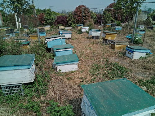 中蜂沖群的處理辦法(蜜蜂總是沖群是什么問題) 中蜂沖群的處理辦法(蜜蜂總是沖群是什么問題)