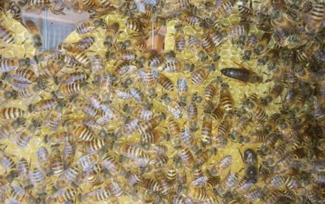 蜂群失王怎么介王(蜂群失王后怎樣介王最好) 蜂群失王怎么介王(蜂群失王后怎樣介王最好)