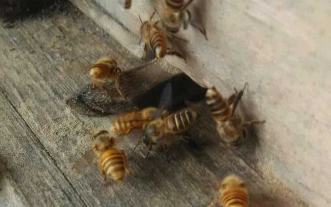 中蜂和意蜂怎么分辨區別?哪種好養?(教你如何區分中蜂和意蜂) 中蜂和意蜂怎么分辨區別?哪種好養?(教你如何區分中蜂和意蜂)