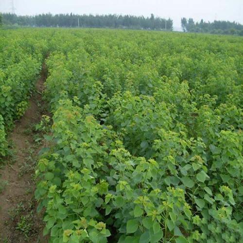 贛南地區烏桕樹什么月份開始流蜜(江西贛南主要的蜜源植物和花期介紹) 贛南地區烏桕樹什么月份開始流蜜(江西贛南主要的蜜源植物和花期介紹)