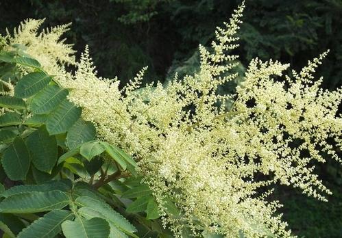 贛南地區烏桕樹什么月份開始流蜜(江西贛南主要的蜜源植物和花期介紹) 贛南地區烏桕樹什么月份開始流蜜(江西贛南主要的蜜源植物和花期介紹)