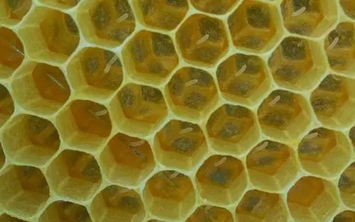 工蜂會不會產(chǎn)卵