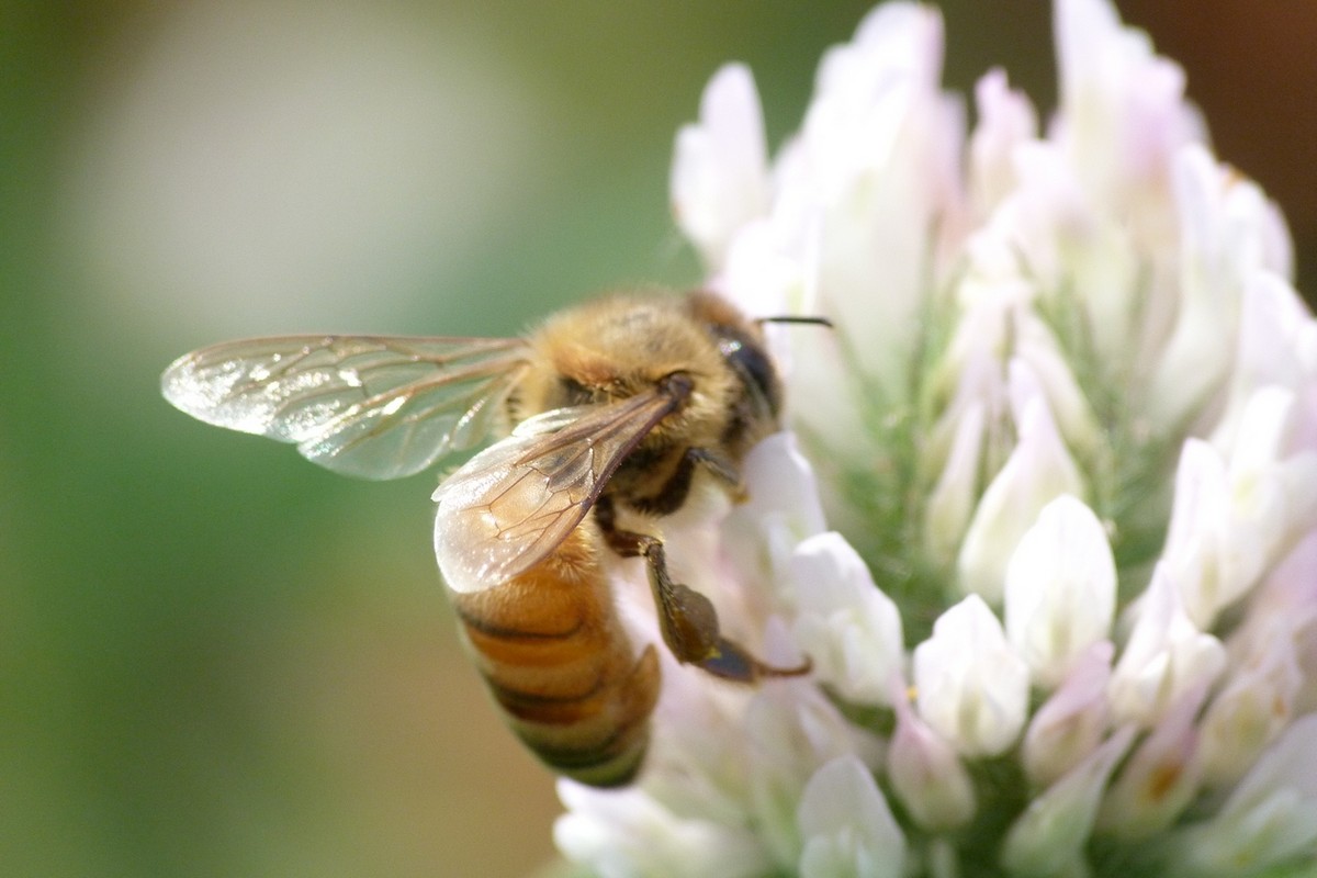 工蜂壽命從何時(shí)開始算起（工蜂能活多長(zhǎng)時(shí)間）