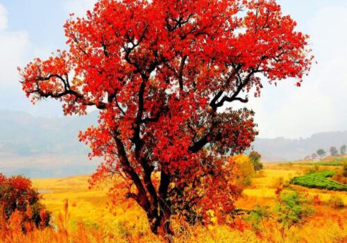 烏桕蜜樹有多少個品種(烏桕種類介紹 ) 烏桕蜜樹有多少個品種(烏桕種類介紹 )