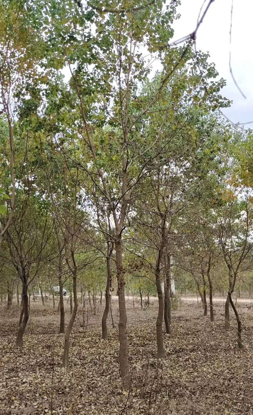 烏桕蜜樹有多少個品種(烏桕種類介紹 ) 烏桕蜜樹有多少個品種(烏桕種類介紹 )