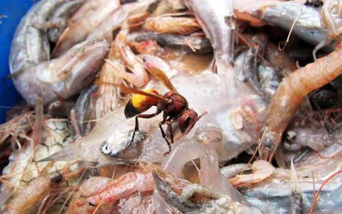 被黃腰虎頭蜂蟄了一下頭怕嗎（黃腰虎頭蜂蟄了怎么處理？）