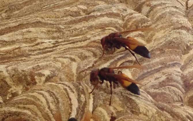 被黃腰虎頭蜂蟄了一下頭怕嗎（黃腰虎頭蜂蟄了怎么處理？）