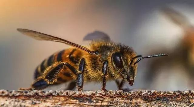 網(wǎng)購(gòu)蜂王怎樣介王(介王圍王怎么辦) 網(wǎng)購(gòu)蜂王怎樣介王(介王圍王怎么辦)