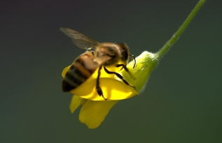 網(wǎng)購(gòu)蜂王怎樣介王(介王圍王怎么辦) 網(wǎng)購(gòu)蜂王怎樣介王(介王圍王怎么辦)