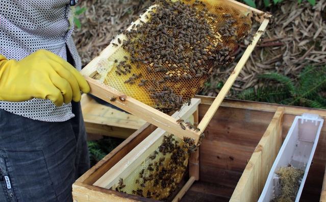 蜜蜂快速繁殖發展的方法 蜜蜂快速繁殖發展的方法