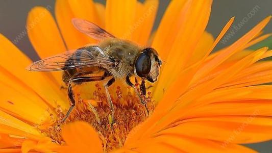 怎樣從蜂團中找到蜂王？