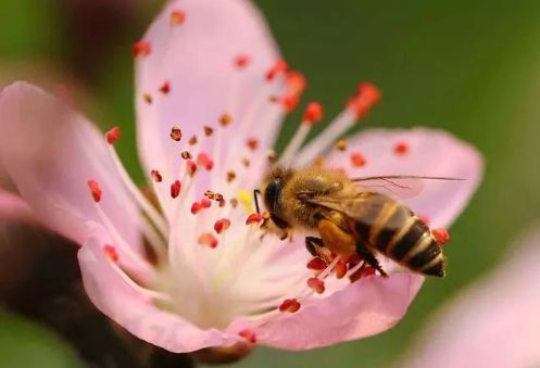 養(yǎng)中蜂的詳細(xì)技術(shù)方法要點（中蜂養(yǎng)殖發(fā)展快的技巧）