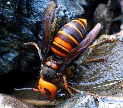 胡蜂會(huì)產(chǎn)蜂蜜嗎(胡蜂有沒有蜜) 胡蜂會(huì)產(chǎn)蜂蜜嗎(胡蜂有沒有蜜)