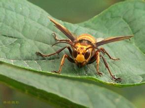 胡蜂會(huì)產(chǎn)蜂蜜嗎(胡蜂有沒有蜜) 胡蜂會(huì)產(chǎn)蜂蜜嗎(胡蜂有沒有蜜)