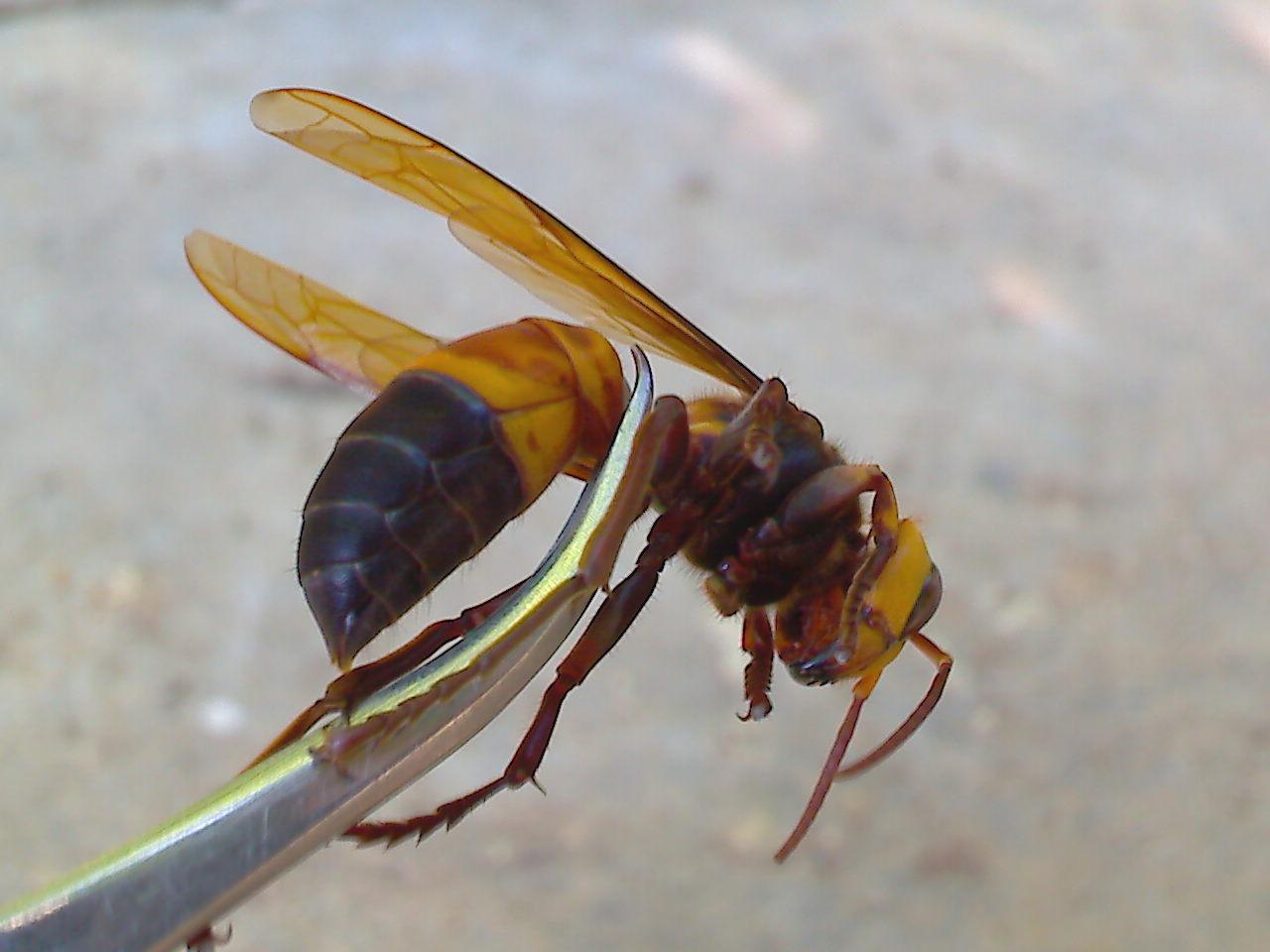 胡蜂的采食范圍有多大（胡蜂離巢多遠(yuǎn)找吃的）