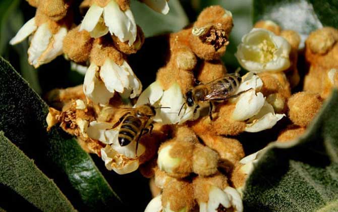 枇杷樹分泌蜜嗎（枇杷有蜜嗎）